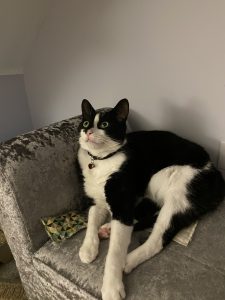 Fat Jax-min