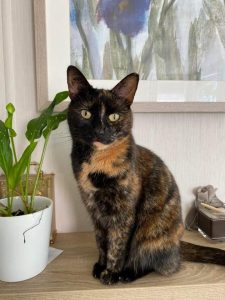 Lilly-min