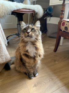Rosie-min